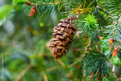 Beautiful ecological view of Douglas fir cone of Oregon pine tree with fresh green coniferous needles in mountain forest