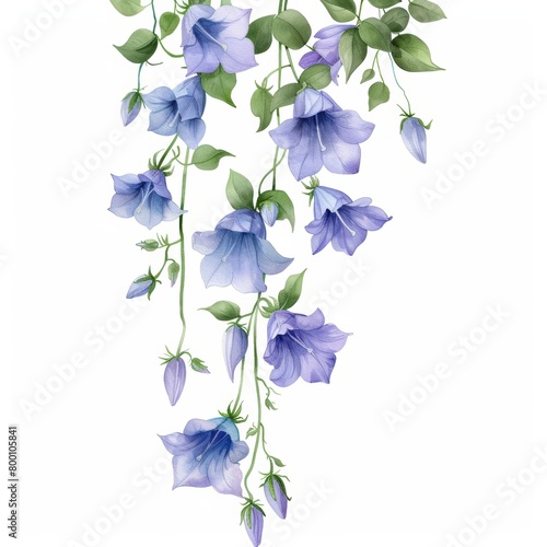 watercolor leaves hanging plant campanula isolated on white background 