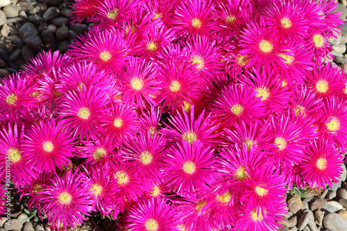 Closeup di Lampranthus multiradiatus, a genus of succulent plants in the family Aizoaceae, indigenous to southern Africa