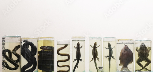 Animals in formaldehyde. Close-up reptiles, reptiles and amphibians in glass jars. Animal preparations filled with formaldehyde solution. Herpetology. Laboratory for study of snakes and other reptiles