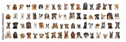 Collage of many different dog breeds heads, facing and looking at the camera against a neutral white background