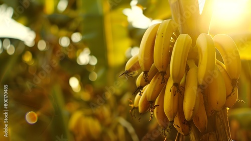 Ripe bananas hanging on tree at golden hour. Fresh tropical fruit in the sunlight. Organic produce concept, natural aesthetic. Agricultural bounty in a serene setting. AI