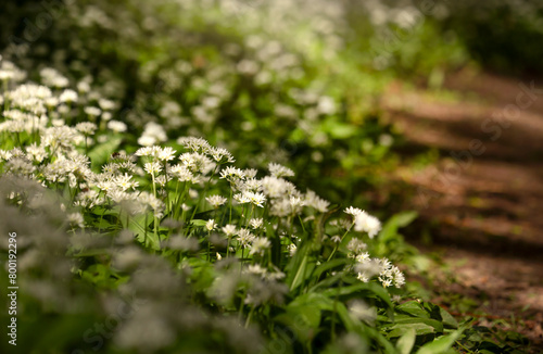 Wiosenne kwiaty - Czosnek Niedźwiedzi. Allium ursinum.