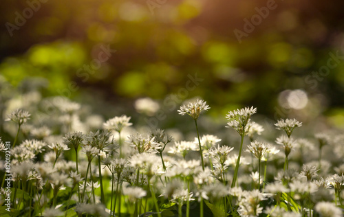 Wiosenne kwiaty - Czosnek Niedźwiedzi. Allium ursinum. 