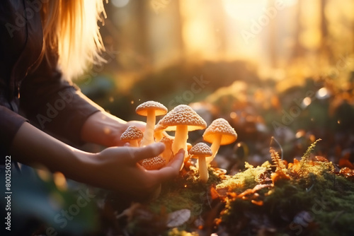 Group of mushrooms on forest floor