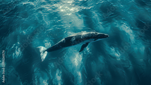 Majestic large whale swimming in open ocean waters. Wildlife. Marine life. Aquatic. Oceanic.
