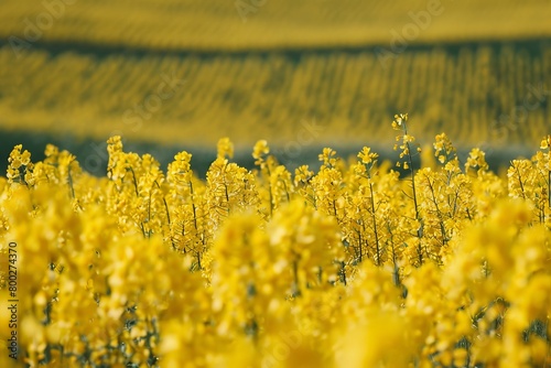 Option for renewable biofuel from rapeseed oil as an alternative to fossil fuels