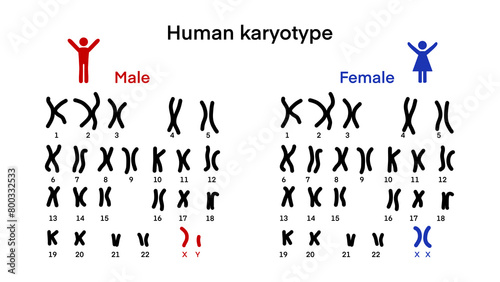 Normal human karyotype chromosome, Human karyotype and chromosome structure, Sex chromosome structure, Male and Female, Biological study, Autosome and sex chromosome, Men and Women