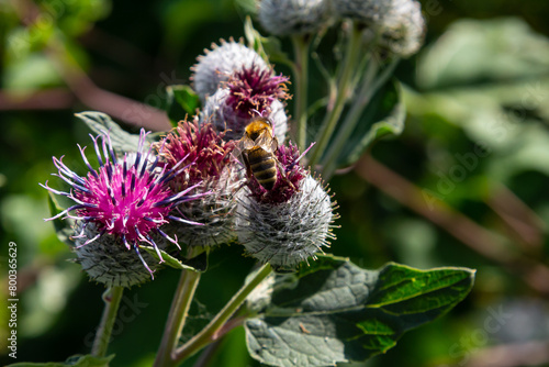 The arachnoid burdock Arctium tomentosum.Wild plants of Siberia