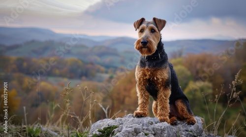 A loyal Welsh Terrier dog sits solemnly on a rock, the rolling hills during dusk in the backdrop, evoking feelings of freedom and trustworthiness