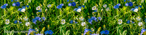 Niebiesko białe kwiaty na łące