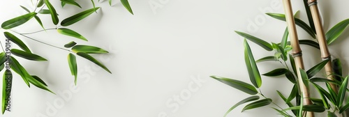 plant with green leaves on a white wall with a bamboo stick in the corner