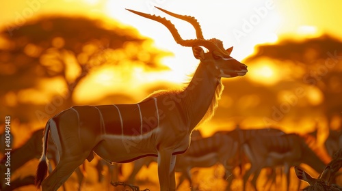 A herd of gazelles stands together on a grassy field as the sun sets