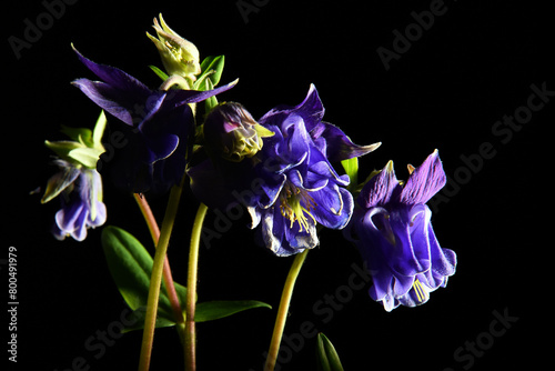 Aquilegia alpina, alpine aquilegia na czarnym tle na tło, tekstura, tapeta, na życzenia. Orlik Alpejski