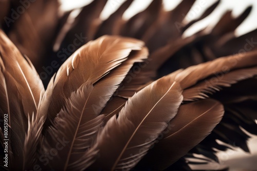 'closeup feathers vulture brown feather bird natural background animal wildlife nature texture wild beauty fauna beautiful up decoration detail colourful plumage colours pattern bright close macro'