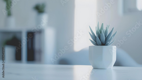 Close-up of Succulent plant in a white pot on a white table.