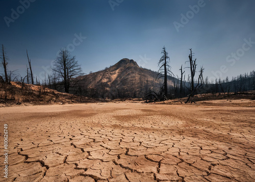 Drought And the trees that dry up and die v.2