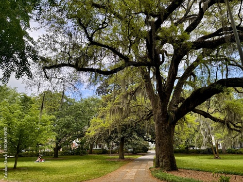 Walking paths lined with shady live oaks and spanish moss in forsyth Park Savannah Georgia