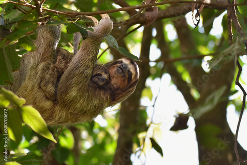 Close-up of three-toed sloth with baby 