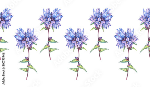 Seamless rim with watercolor bellflower Campanula on white background. Hand-drawn spring and summer blue purple pattern with flower. Border for florist wallpaper or wrapping. Wildflower for card