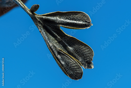 The feet of a little grebe (Tachybaptus ruficollis)