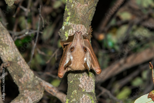 A beautiful Wahlberg's epauletted fruit bat (Epomophorus wahlbergi) hanging in a tree in the Liuwa Plain National Park, Zambia