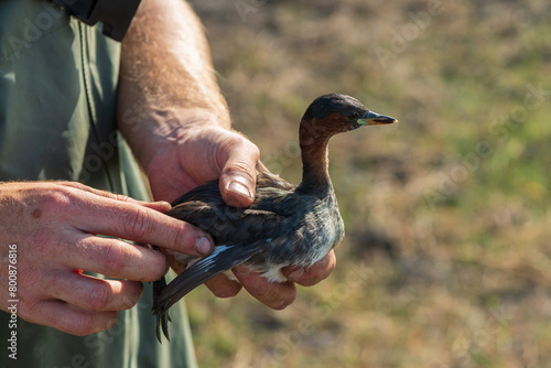 A cute little grebe (Tachybaptus ruficollis) being ringed for research on water birds