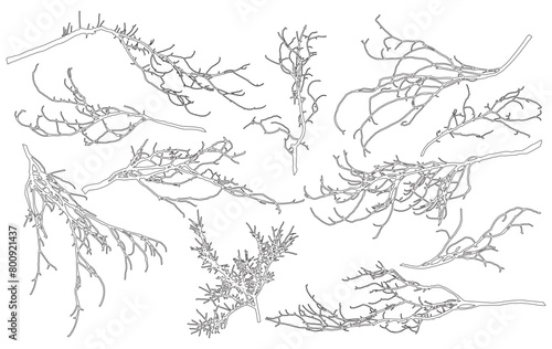 Set of contour bare branches of deciduous tree for architecture and landscape design. Vector illustration