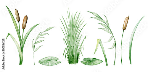 sedge reeds swamp plant set, watercolor set