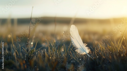 feather lying on reeds in the morning