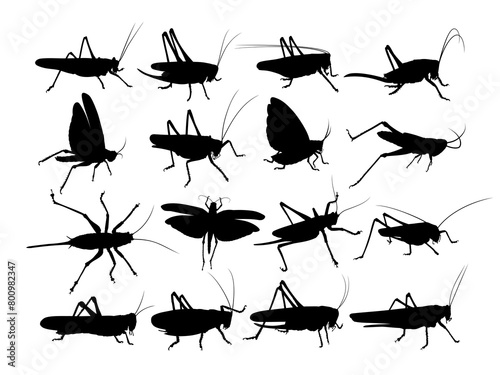 Set of silhouettes of a locust. 