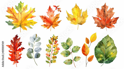a set of multicolored autumn leaves maple, aspen, rowan, willow, birch, poplar on a white background in watercolor 
