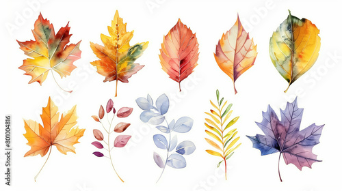 a set of autumn maple leaves
