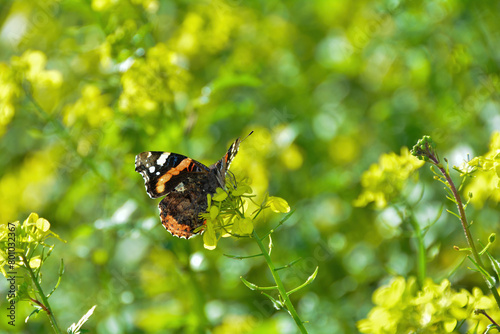 A butterfly sits on yellow flowers