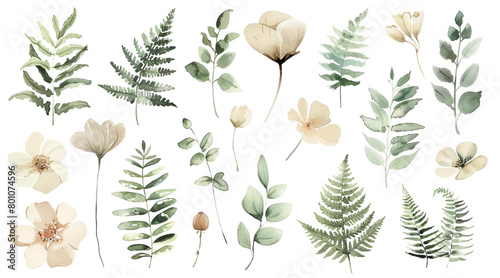 Watercolor botanical flowers and fern illustrations