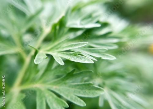 close-up leaves of wormwood plant