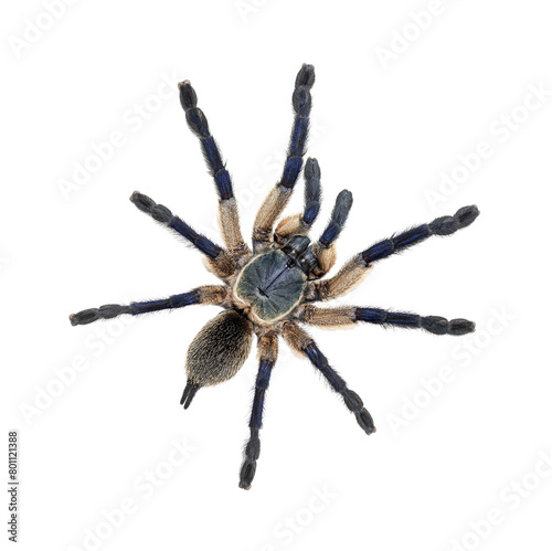 Top view of dorsal side Peacock tarantula, Poecilotheria metallica