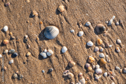 Detail of the shells and remains of mollusks in the sand on the beach. Relaxing summer vacation concept with sea and waves.