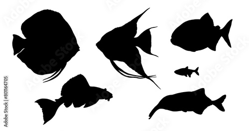 Silhouette drawing with South American fish. Illustration with Amazon river fish. 