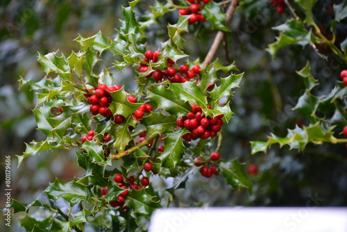 Ostrokrzew kolczasty (Ilex aquifolium)