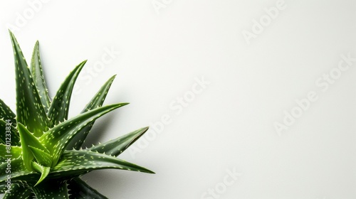 Aloe vera plant with plain background.