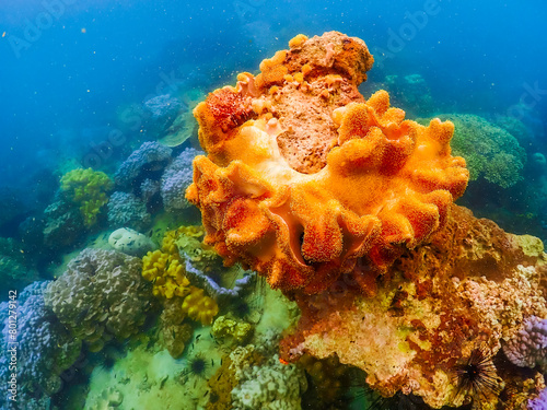 Beautiful coral under the sea at Samaesarn island, Sattahip Chonburi. Select focus