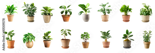 Collection of house plants with pots isolated white or transparent background