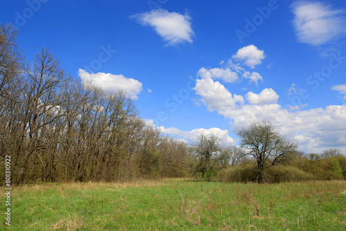 spring meadow in forest