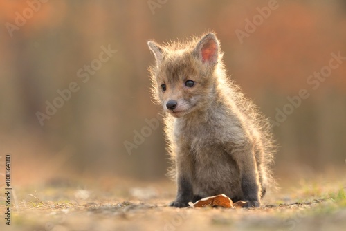 Puppy red fox Vulpes vulpes young cub canine beast forest meadows life animal in countryside beautiful fur and eyes, smart cute darling, hunting vermin, bird hunter, human settlements village Europe