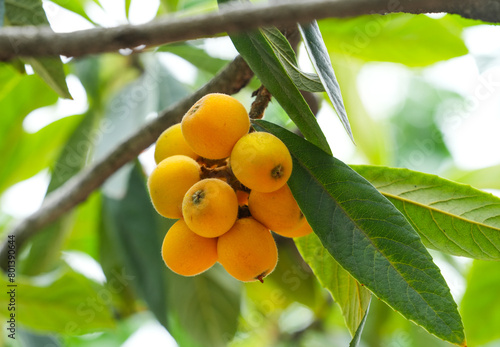 a bunch of loquat medlar growing on the tree