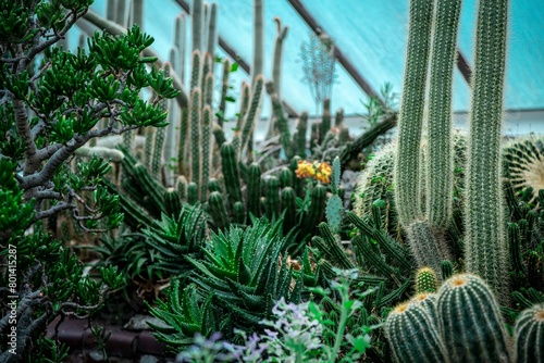 Cactus and succulent plants at the conservatory