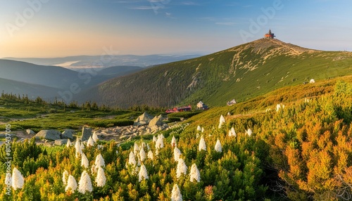 summer view with heathers in the karkonosze mountains during sunrise