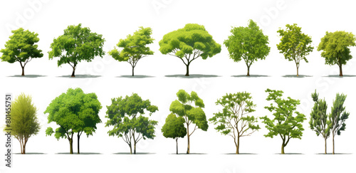 A collection of trees in various sizes and shapes