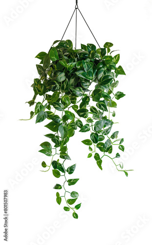 Green variegated leave hanging Epipremnum aureum popular foliage tropical houseplant transparent background 